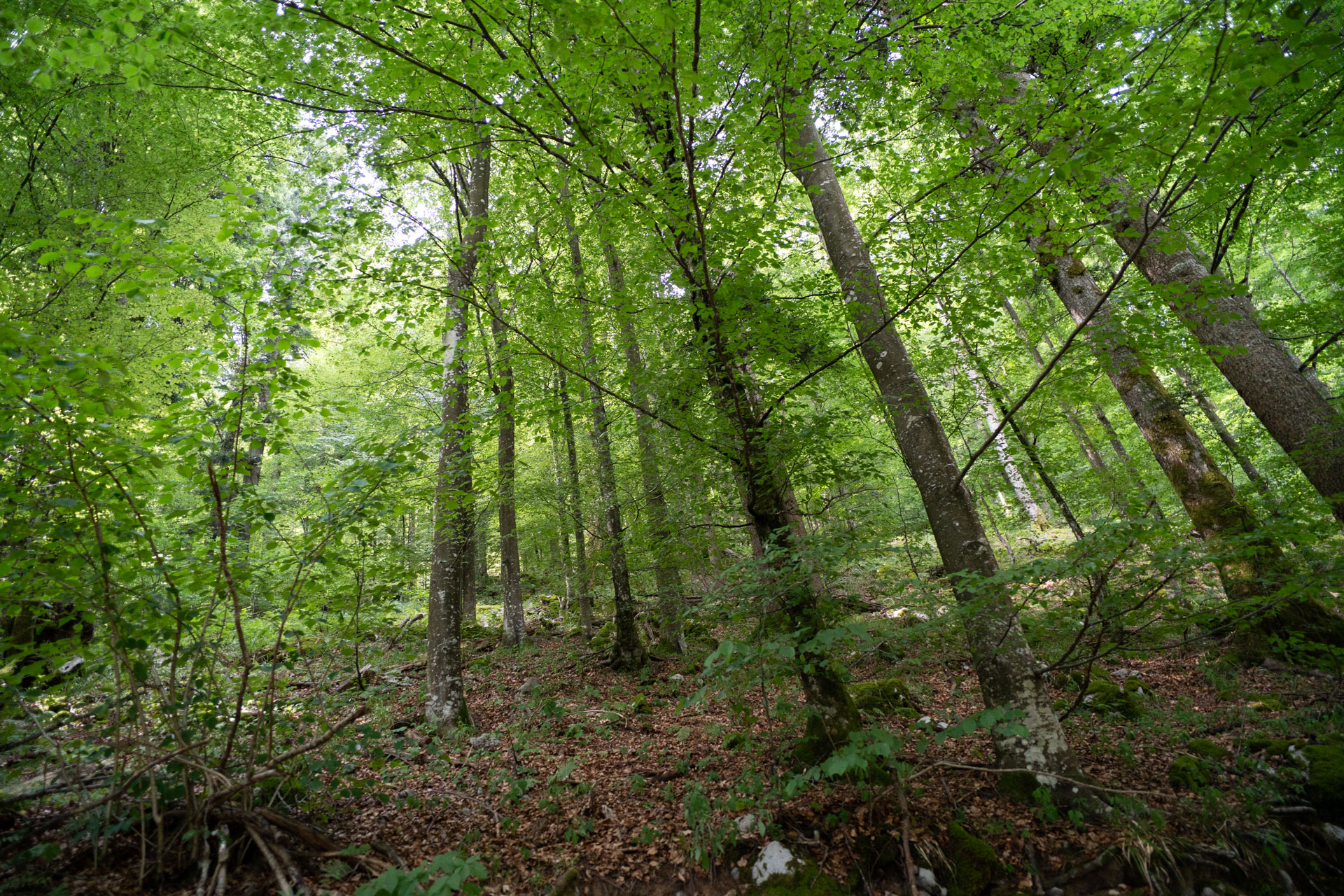 Gozdovi Javornikov – Cerknica - Cerkniško jezero