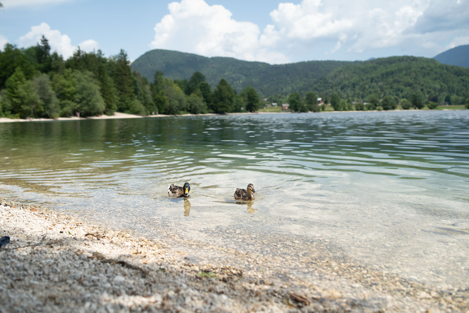 Bohinjsko jezero – Lesce - Bled - Bohinj