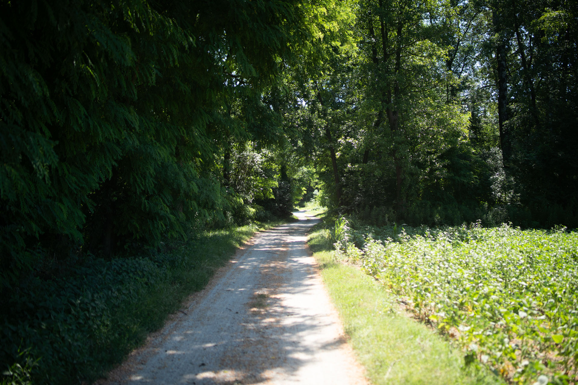 Dogoše – Maribor - Ptuj - Rače