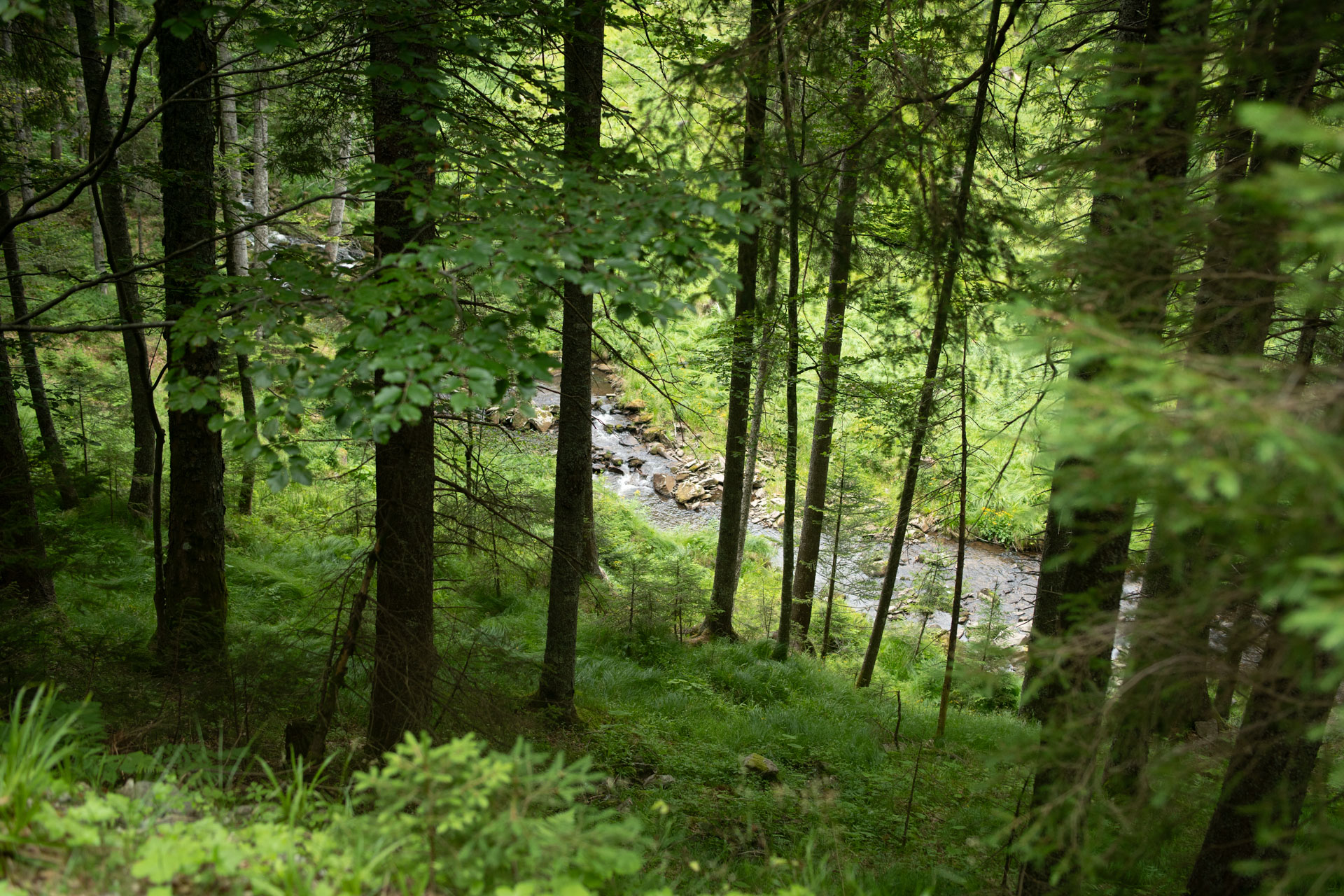 Pragozd Šumik – Radvanje - Bellevue - Areh - Črno jezero