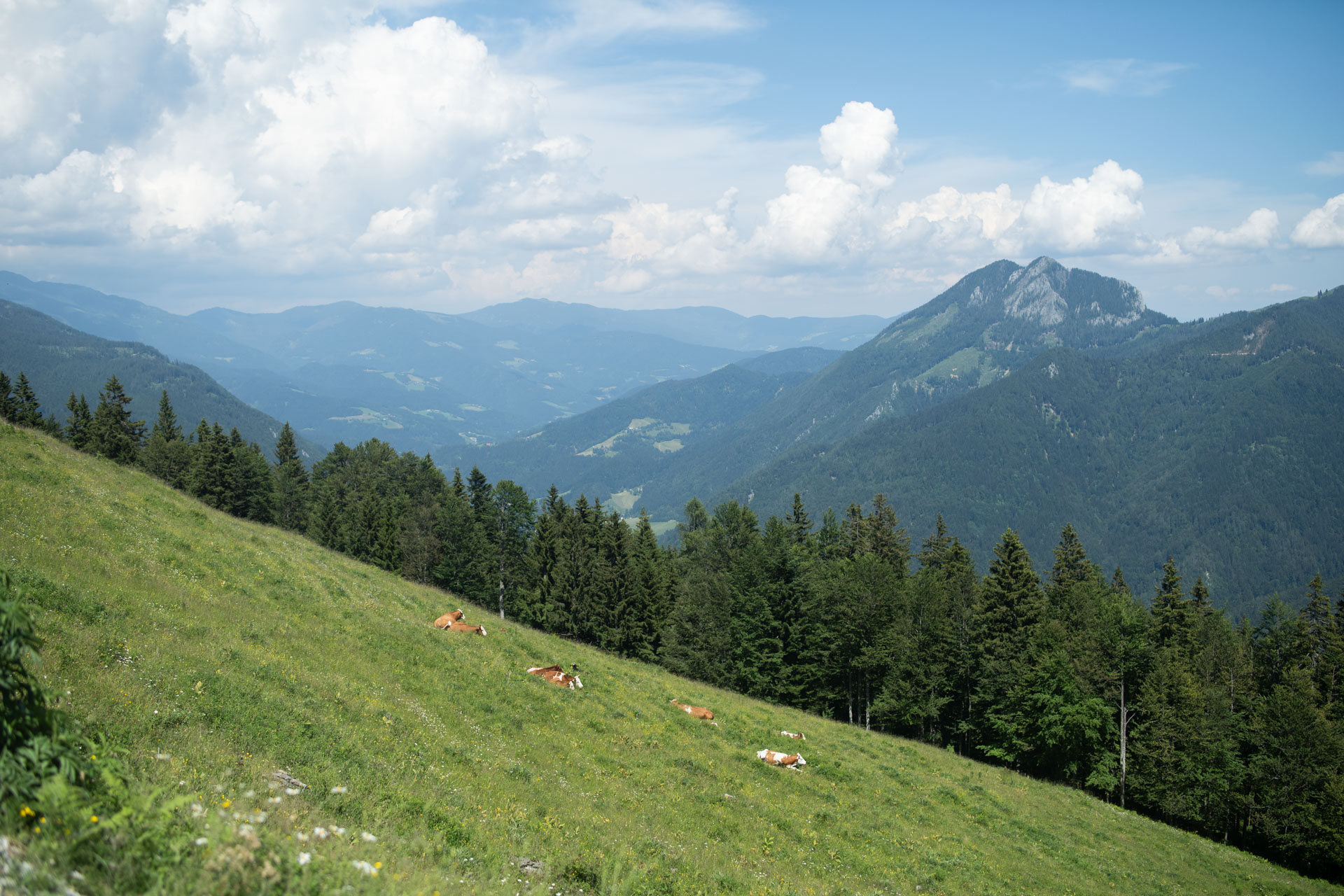 Rakove ravni – Rakove ravni - Velika planina - Mala planina